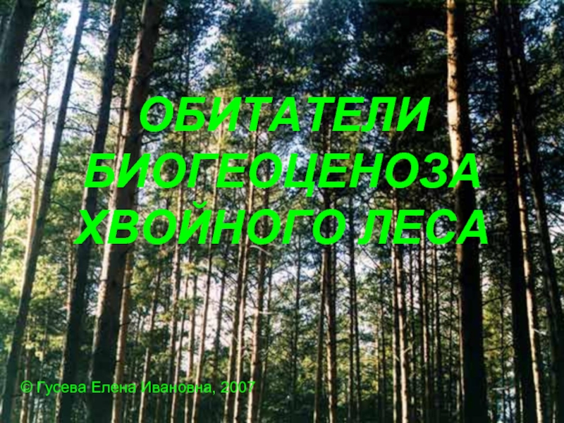 Презентация Обитатели биогеоценоза хвойного леса