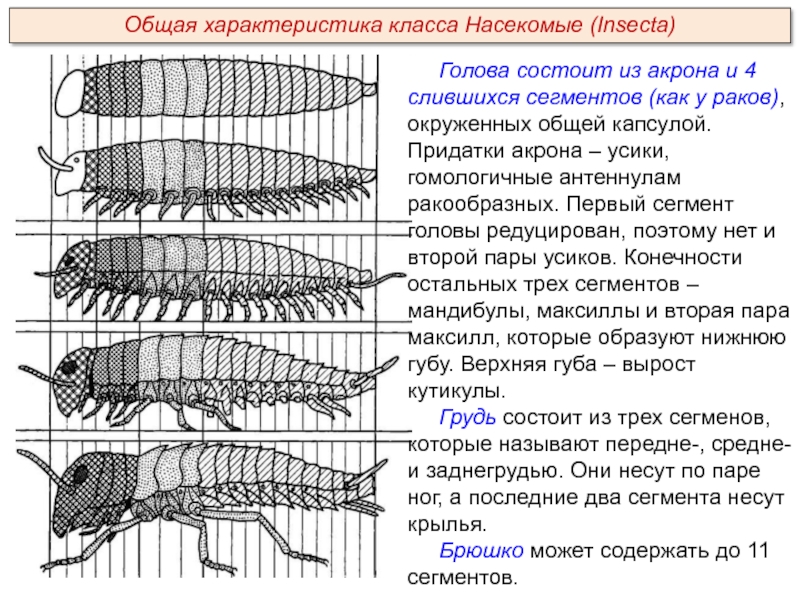 Голова состоит из акрона и 4 слившихся сегментов (как у раков), окруженных общей капсулой. Придатки акрона –