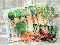 Корни и корневые системы.