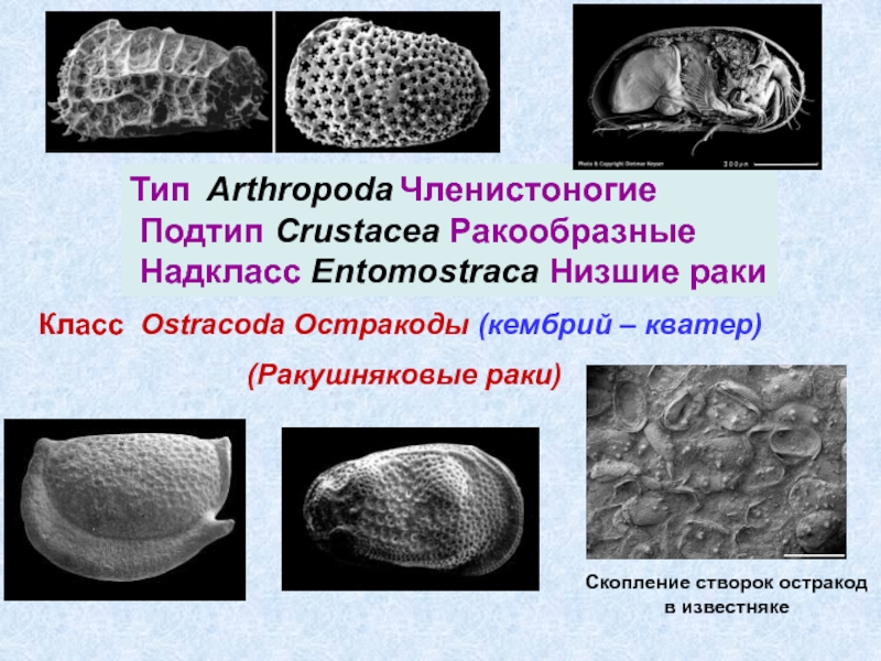 Презентация Тип   Arthropoda Членистоногие
Подтип Crustacea Ракообразные
Надкласс