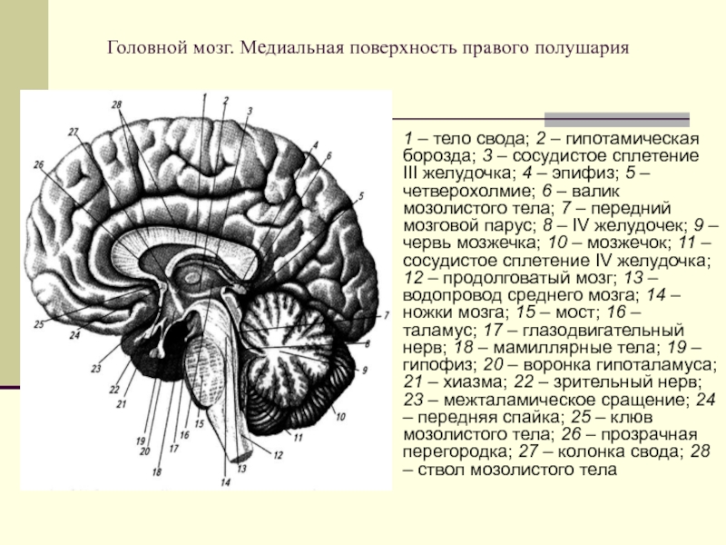 Укажите названия головного мозга. Сагиттальный разрез головного мозга человека. Мозг Сагиатльный ращре. Сагиттальный разрез мозга анатомия. Медиальная поверхность правого полушария головного мозга.