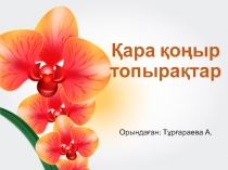 Қара қоңыр топырақтар