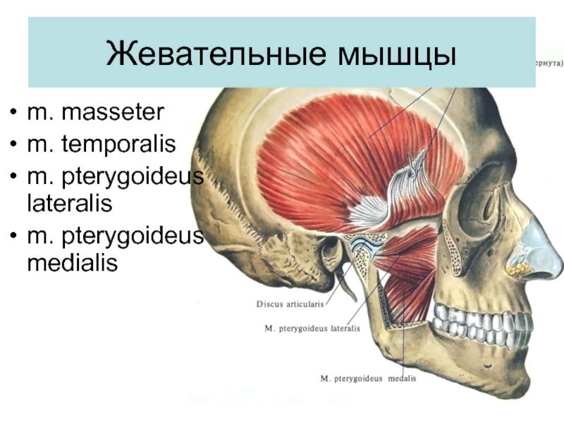 Мышцы головы анатомия презентация