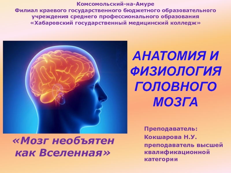 Анатомия и физиология головного мозга