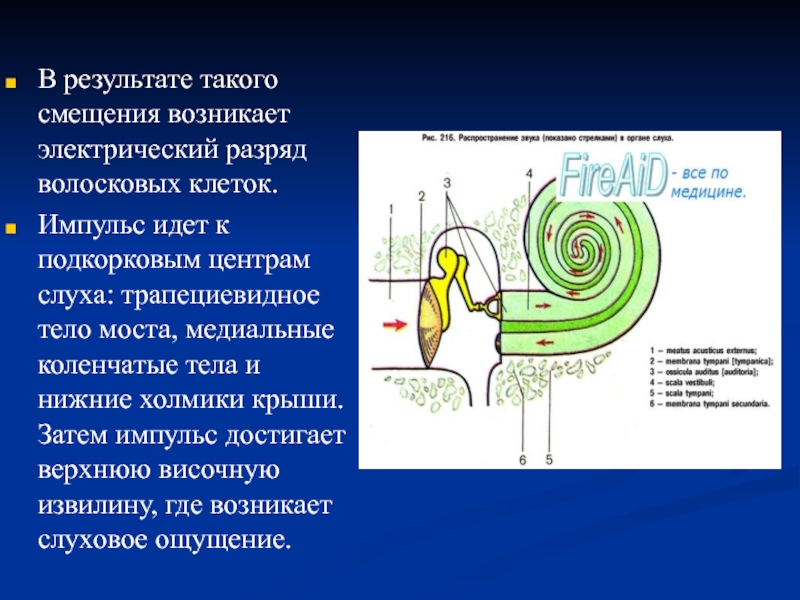 Физиология сенсорных систем презентация