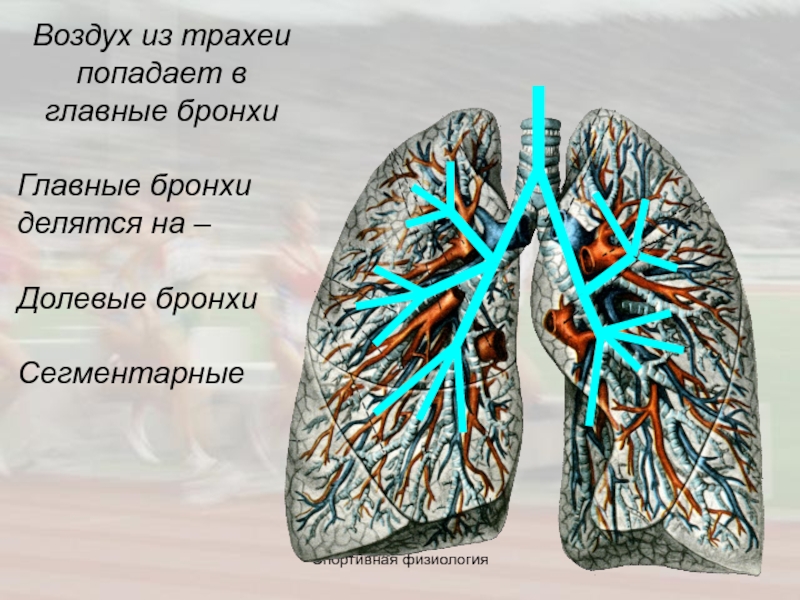 Левый бронх делится. Долевые и сегментарные бронхи. Долевые бронхи. Главные долевые и сегментарные бронхи. Главные бронхи делятся на долевые.