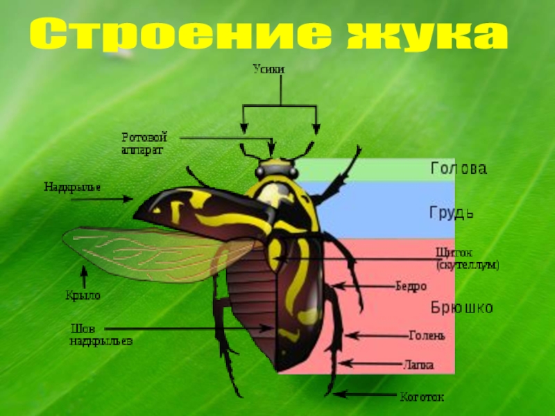 Строение жука схема