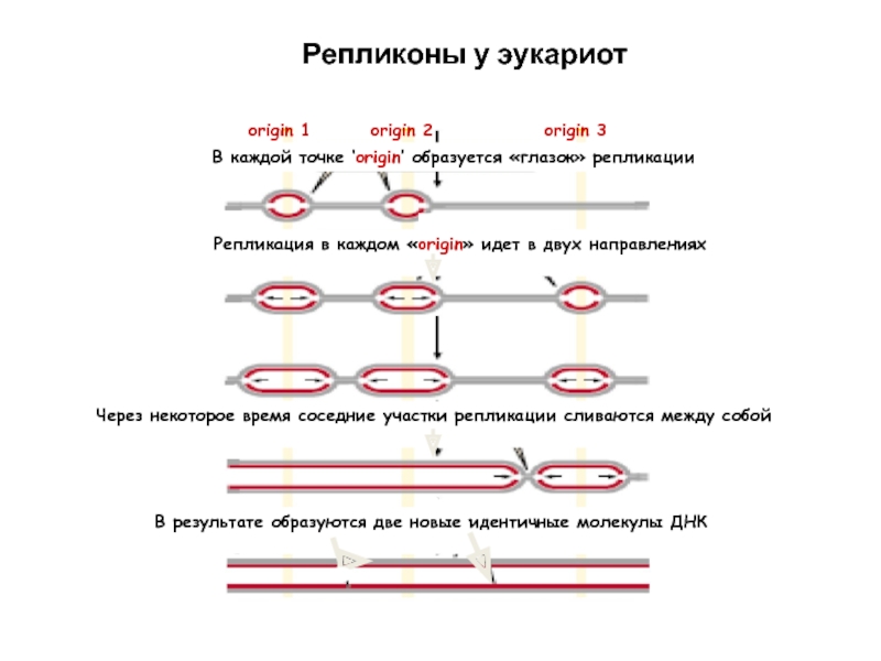 Инициация у прокариот. Репликация ДНК У прокариот схема. Схема репликации ДНК эукариот. Схема репликации у прокариот. Точки начала репликации ДНК У эукариот.