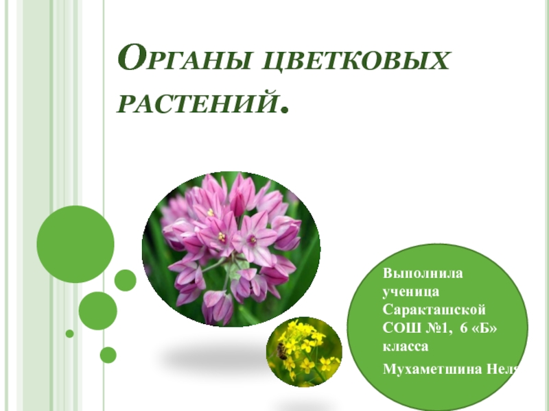 Презентация Органы цветковых растений