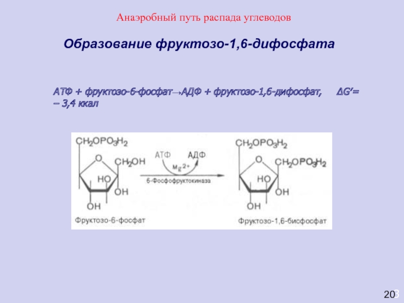 Фруктозо 6 дифосфат. Фруктоза 1 6 дифосфат в фруктозо 6 фосфат. 1 6 Дифосфат д фруктозы. Реакции образования фруктозо-6-фосфата. Реакции образования фруктозо-6-фосфата из фруктозы.