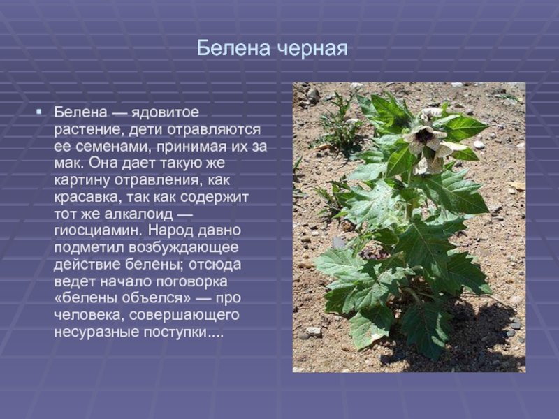 Белена черная Белена — ядовитое растение, дети отравляются ее семенами, принимая их за мак. Она дает такую