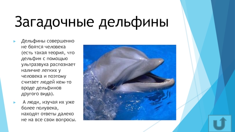 Звук в слове дельфины. Дельфины описание для детей. Дельфины презентация. Сообщение о дельфине. Маленькое сообщение о дельфине.