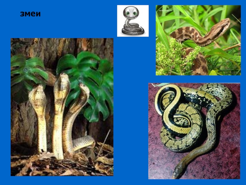 Змеи биология 7 класс. Картинки для 1 класса зоопарк змей. 1 Класс страница 9 часть 3 слово в зоопарке змея.