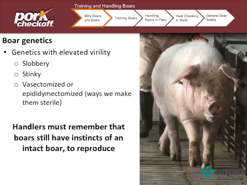 Boar geneticsGenetics with elevated virilitySlobberyStinkyVasectomized or epididymectomized (ways we make them sterile)Handlers must remember that boars still