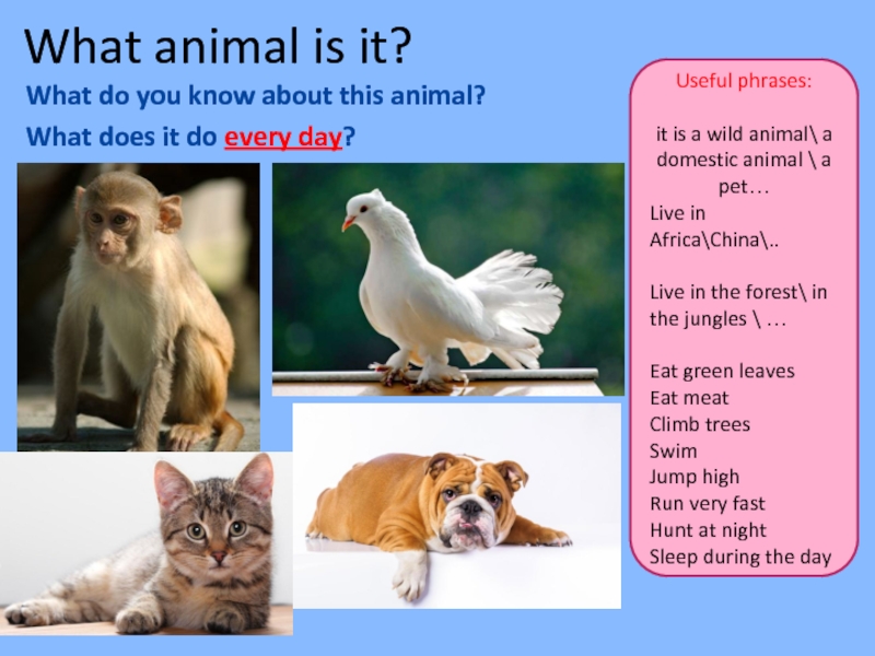 What can animals do презентация