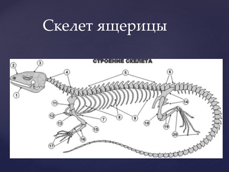 Класс рептилии скелет. Скелет ящерицы биология 7 класс. Осевой скелет рептилий. Скелет пресмыкающиеся 7 класс. Класс присмыкающие схема скелета.