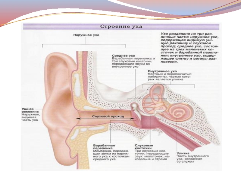 Воздух заполняет наружное ухо. Строение внутреннего уха орган слуха. Гистологическое строение наружного уха. Орган слуха внутреннее ухо гистология. Внешнее и внутреннее строение уха человека.