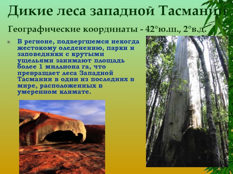 Дикие леса западной Тасмании Географические координаты - 42°ю.ш., 2°в.д. В регионе, подвергшемся некогда жестокому оледенению, парки и
