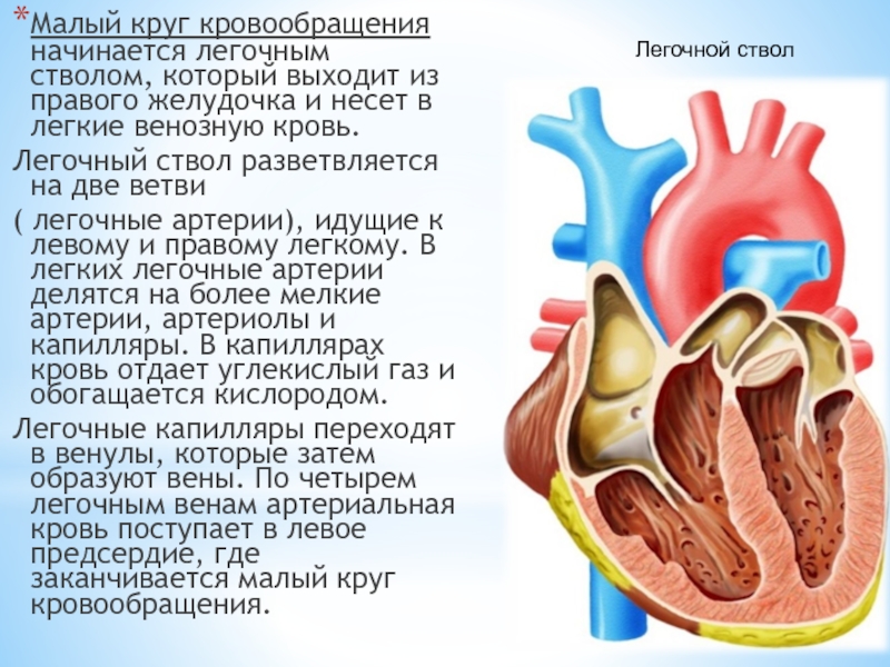 Легочный ствол рисунок