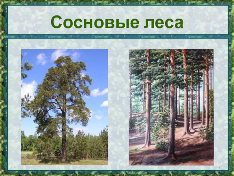 Характеристики соснового леса. Сосновый лес проект. Книга в Сосновом лесу. Сосновый лес 3 буквы.