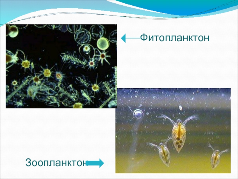 Фитопланктон дать определение. Планктон зоопланктон. Планктон и фитопланктон. Зоопланктон и фитопланктон. Представители фитопланктона.