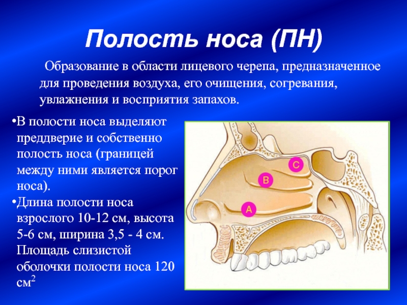 Носовая полость кратко