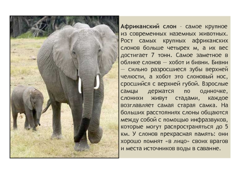 Слон рассказ 1 класс окружающий мир. Краткий рассказ про слона 3 класс. Описание слона. Сообщение о слоне. Доклад про слонов.