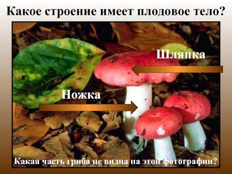 Какое строение имеет плодовое тело?Какая часть гриба не видна на этой фотографии?