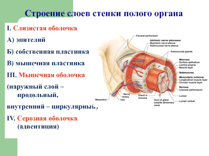 Общий план строения органа