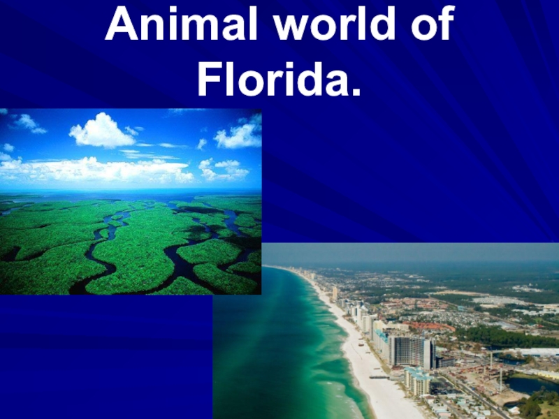 Презентация Animal world of Florida.(Животный мир Флориды.)