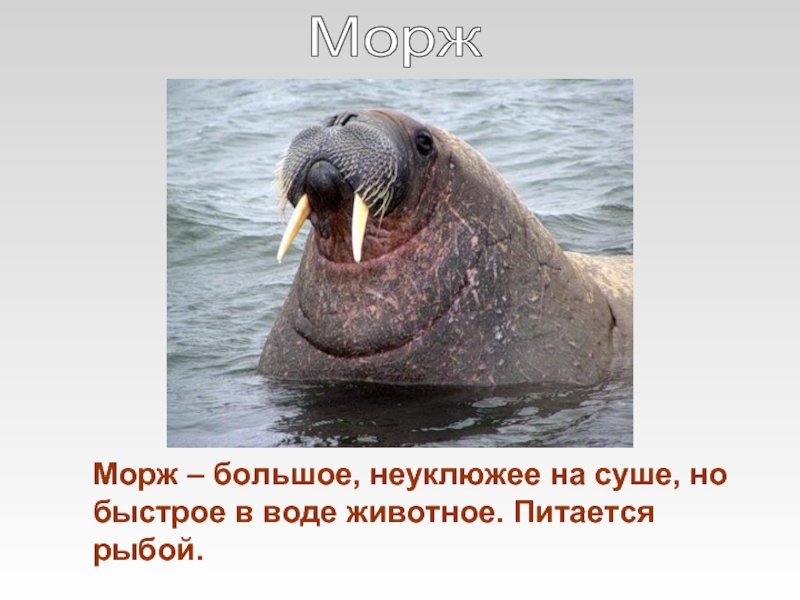 Проект про моржа