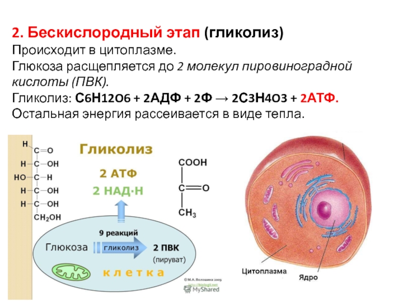 Бескислородный этап обмена