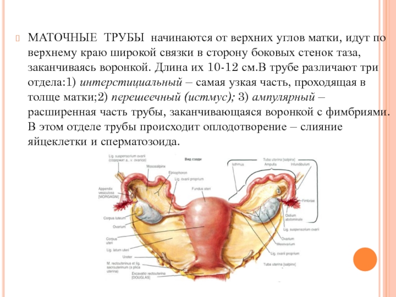 Какие женские органы