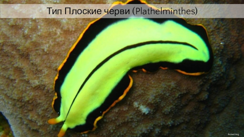 Тип Плоские черви ( Plazthelminthes )
Richard Ling
Тип Плоские черви (