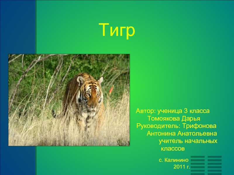 Презентация Тигр 3 класс