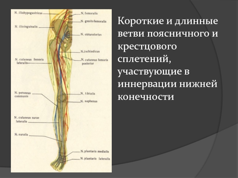 Нервы ноги. Двигательная иннервация нижней конечности. Нервы иннервирующие нижнюю конечность. Анатомия нервов нижних конечностей схема. Plantaris lateralis нерв.