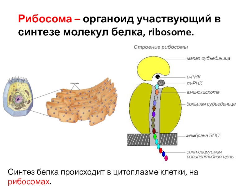 Синтез белков органелла. Синтез белка на рибосомах. Синтез белка органоид. Синтез белков в рибосомах клетки. Белки на рибосомах.