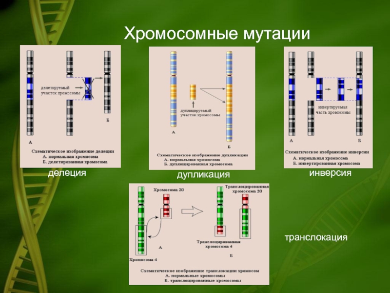 Примеры хромосомных мутаций. Хромосомные мутации инверсия делеция дупликация. Хромосомные мутации дупликация примеры. Хромосомные перестройки схема. Инверсия хромосомная мутация.