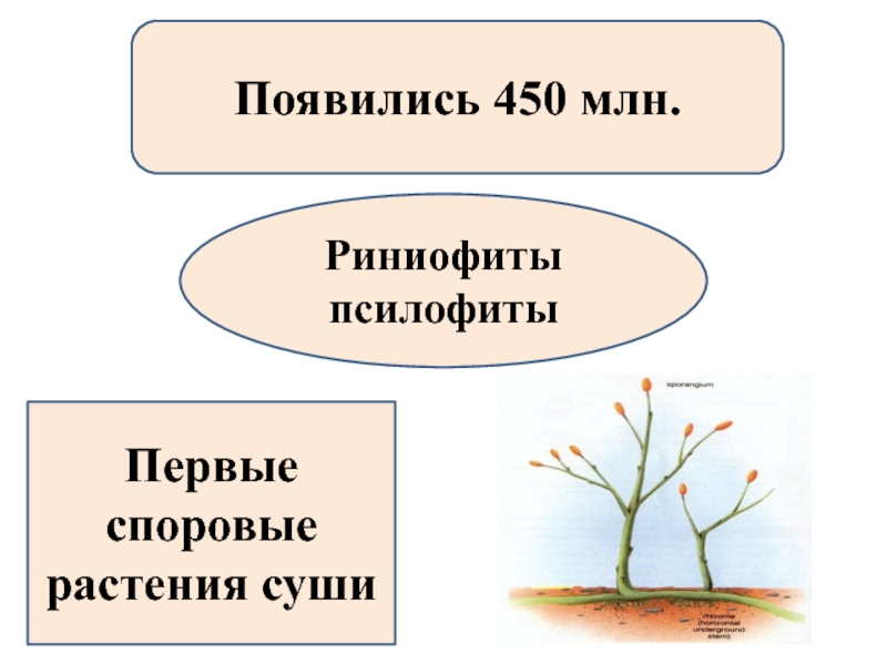 Освоение суши растениями и животными презентация