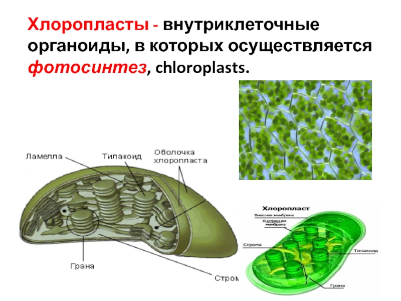 Хлоропласты в клетках листьев крупные
