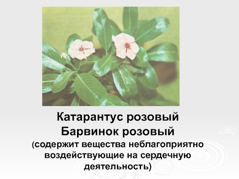 Катарантус розовыйБарвинок розовый (содержит вещества неблагоприятно воздействующие на сердечную деятельность)