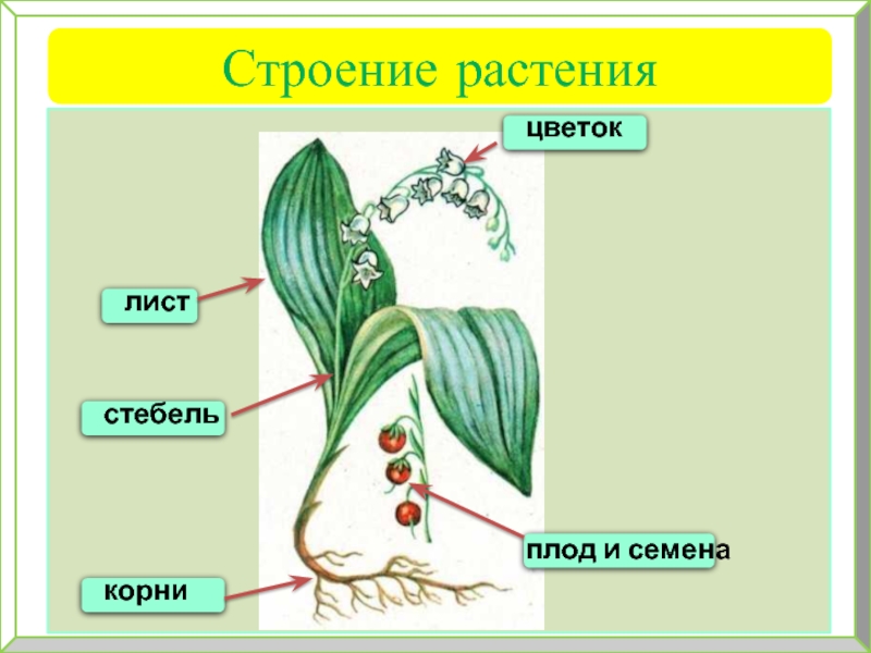 Семя корень стебель