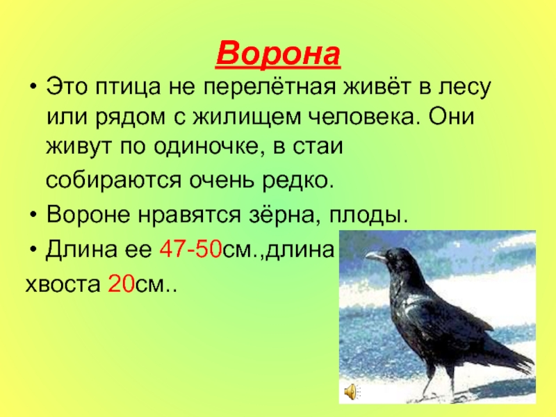 Ворон рассказ. Ворона Перелетная птица. Рассказ о вороне. Сообщение про ворону. Информация о воронах 2 класс.