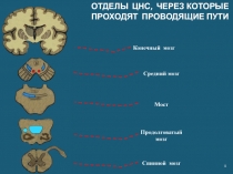 ОТДЕЛЫ ЦНС, ЧЕРЕЗ КОТОРЫЕ ПРОХОДЯТ ПРОВОДЯЩИЕ ПУТИ