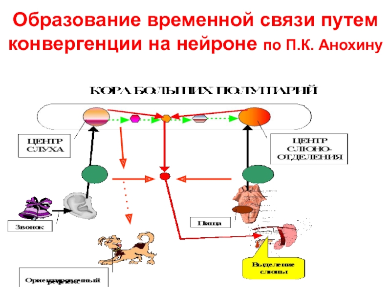 Видо временная связь. Образование временной связи. Образование временных связей по Анохину. Временная связь по Анохину. Схема временной связи.