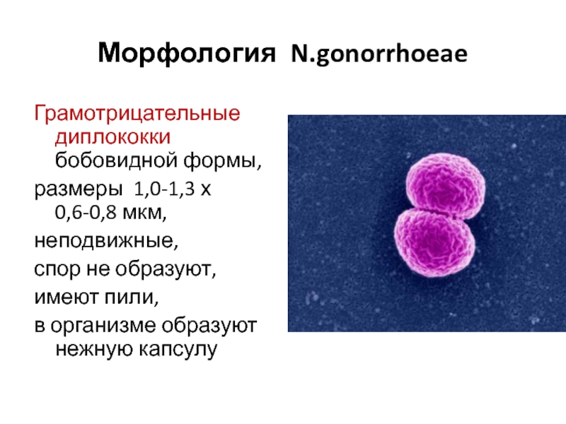 Грамм форма. Гонококки микробиология морфология. Грамотрицательные бобовидные диплококки. Диплококки пневмококки гонококки. Нейссерия гонорея морфология.