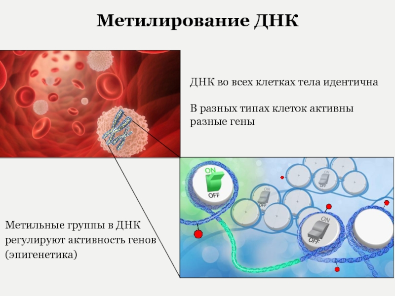 Группа днк. Активная клетка. Метилирование ДНК И старение. Метильные группы удаляются из ДНК активно. Как появляются новые клетки в организме.