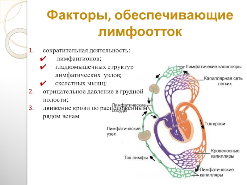 Как улучшить лимфоотток. Факторы обеспечивающие движение лимфы. Факторы обеспечивающие лимфообращение. Афо лимфатической системы у детей.