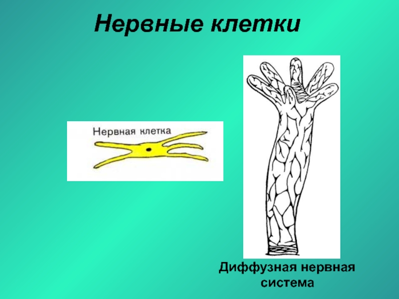 Диффузная строение. Нервная система гидры пресноводной. Гидра нервная система диффузного типа. Диффузная нервная система гидры. Нервные клетки гидры.