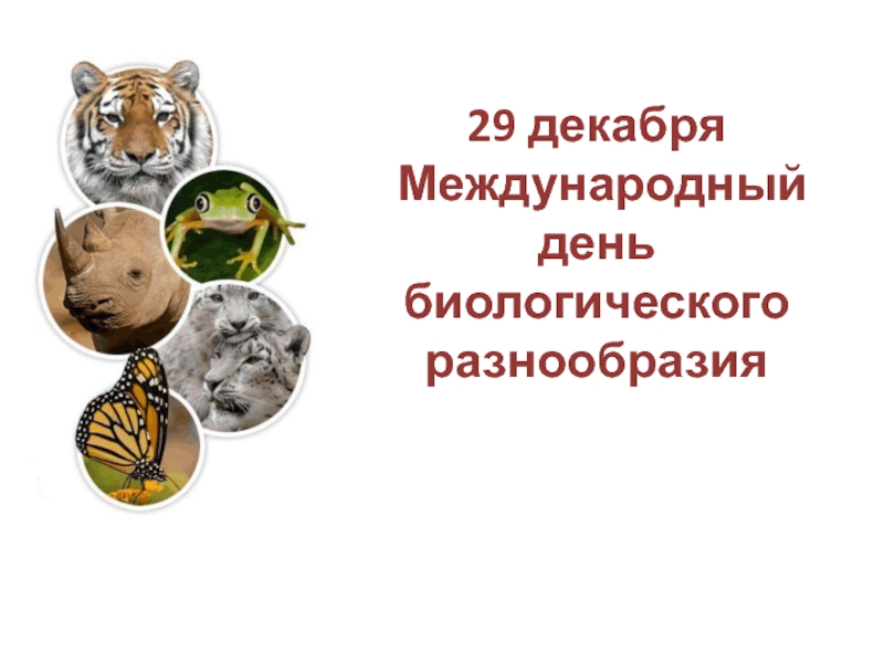 Презентация 29 декабря - Международный день биологического разнообразия